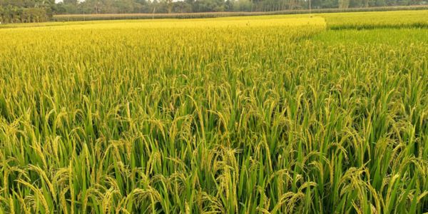 নিরবচ্ছিন্ন বিদ্যুতে এবার বোরোর বাম্পার ফলন